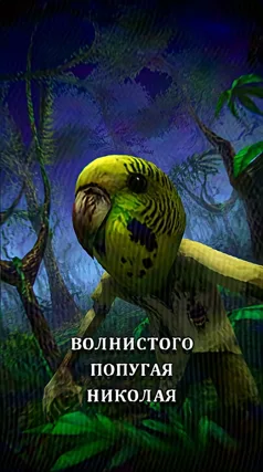 Волнистый попугай Николай