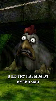 Курицы