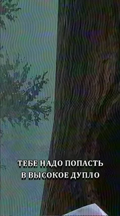Высокое дупло